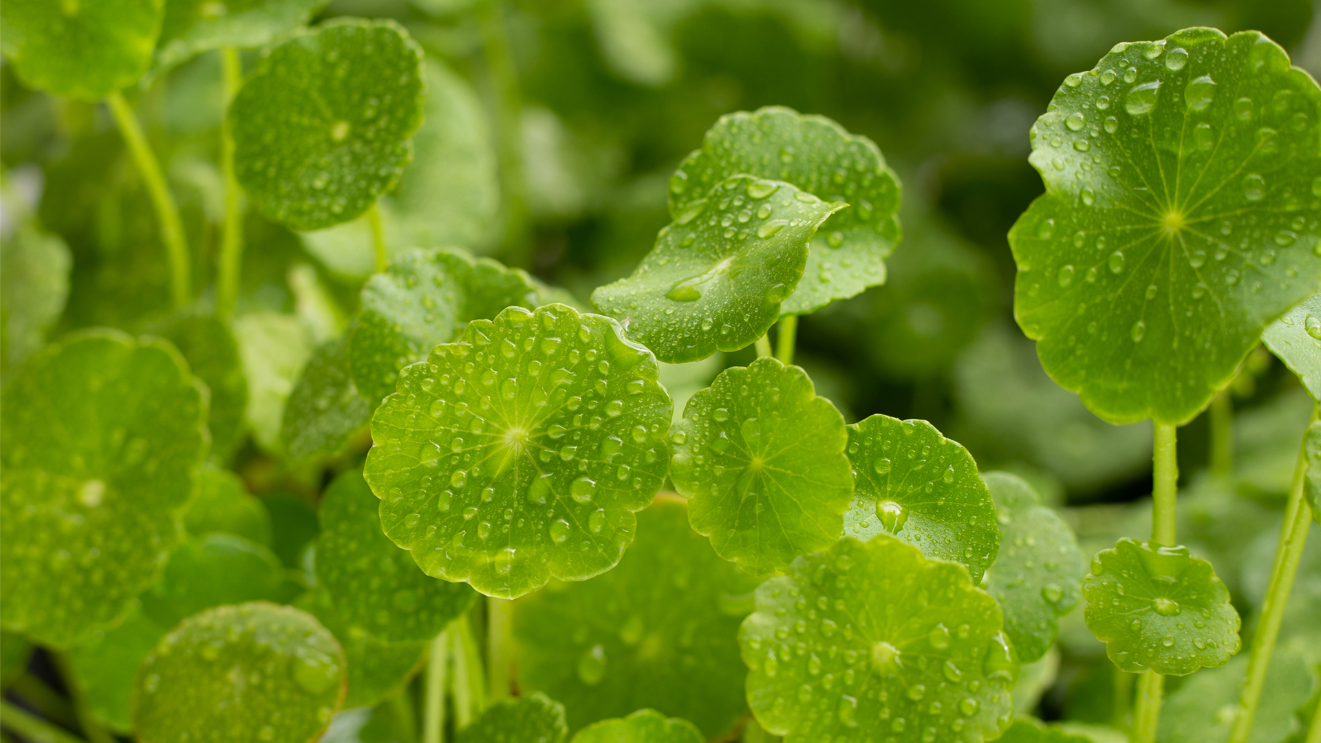 Centella Asiatica: Mirakelörten för hudåterhämtning